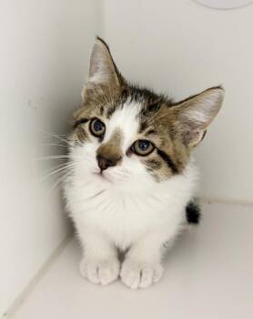 Sid -  Domestic Short Hair Cat for Adoption in Rochester, Indiana - Sid | PetCurious