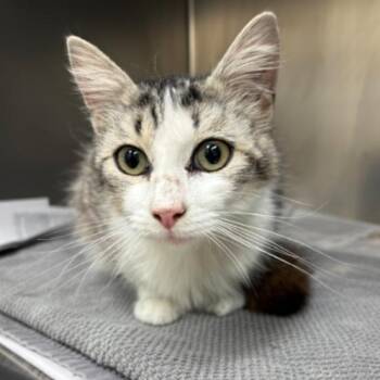 Domestic Medium Hair Cats Available for Adoption in Corpus Christi, Texas - Milkshake | PetCurious