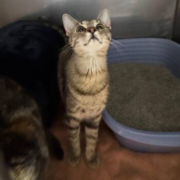 Potion -  Domestic Short Hair Cat for Adoption in Edwardsville, Illinois - Potion | PetCurious