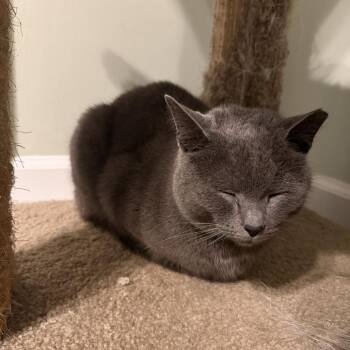 Domestic Short Hair Cats Available for Adoption - Slade | PetCurious