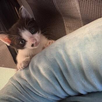 Tiny Sandworm -  Domestic Short Hair Cat for Adoption in West Palm Beach, Florida - Tiny Sandworm | PetCurious