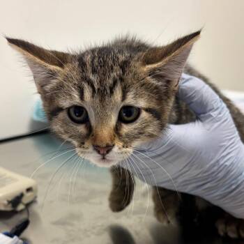 Domestic Short Hair Cats Available for Adoption in Nashville, Tennessee - Shiloh | PetCurious