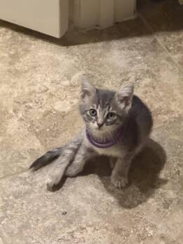 Hermione -  Domestic Short Hair Cat for Adoption in The Woodlands, Texas - Hermione | PetCurious