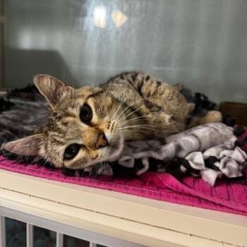 Myra -  Domestic Short Hair Cat for Adoption in Hutchinson, Minnesota - Myra | PetCurious