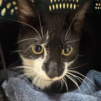 Patty Star -  Domestic Short Hair Cat for Adoption in York, Pennsylvania - Patty Star | PetCurious