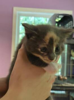 Domestic Short Hair Cats Available for Adoption in Cambridge, Maryland - Dragonfly | PetCurious