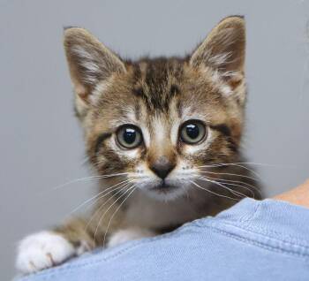 Abby (AO36504) -  Domestic Short Hair Cat for Adoption in Kansas City, Kansas - Abby (AO36504) | PetCurious