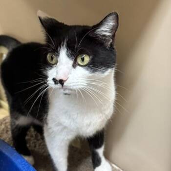 Oreo -  Domestic Short Hair Cat for Adoption in Richmond, Virginia - Oreo | PetCurious