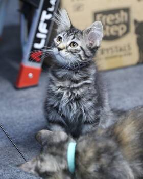 Maine Coon and Tabby Cats Available for Adoption in Cut Bank, Montana - Rhonda | PetCurious