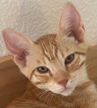Tabby and Domestic Short Hair Cats Available for Adoption in North Highlands, California - DrixB | PetCurious