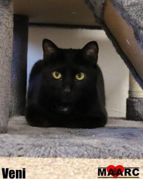 Domestic Short Hair Cats Available for Adoption in Maryville, Tennessee - Veni | PetCurious