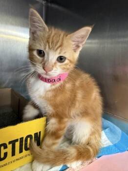Toad -  Domestic Short Hair Cat for Adoption in Lafayette, Indiana - Toad | PetCurious