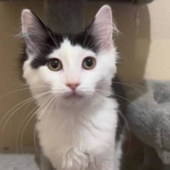 Tenya Lida -  Domestic Long Hair Cat for Adoption in Las Vegas, Nevada - Tenya Lida | PetCurious
