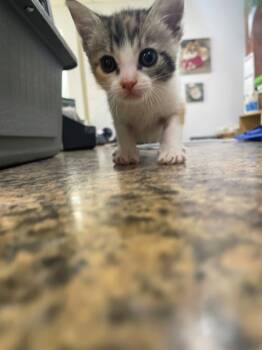 Rescue Domestic Short Hair Cats for Adoption in Madera, California - Honey | PetCurious