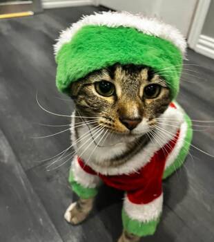 Tabby Cats Available for Adoption - Amy | PetCurious