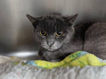 Domestic Short Hair Cats Available for Adoption in Aberdeen, Washington - Smokey | PetCurious