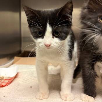 Rescue Domestic Medium Hair Cats for Adoption in Council Bluffs, Iowa - Rio | PetCurious
