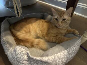 Goldie - 2 Years ( Avail 7/15) -  Domestic Short Hair Cat for Adoption in Sterling, Massachusetts - Goldie - 2 Years ( Avail 7/15) | PetCurious