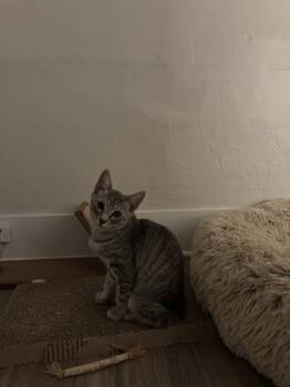 Bobby -  Domestic Short Hair Cat for Adoption in Derry, New Hampshire - Bobby | PetCurious