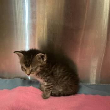 Eleanor -  Domestic Medium Hair Cat for Adoption in Saint Joseph, Missouri - Eleanor | PetCurious