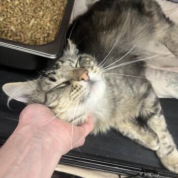 Bleaker -  Domestic Medium Hair Cat for Adoption in Bismarck, North Dakota - Bleaker | PetCurious