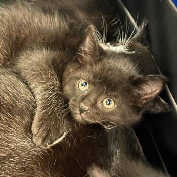 Tesehki -  Domestic Short Hair Cat for Adoption in Manhattan, Kansas - Tesehki | PetCurious