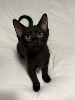 Marie -  Domestic Short Hair Cat for Adoption in Shawnee, Oklahoma - Marie | PetCurious