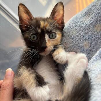 Rescue Domestic Short Hair Cats for Adoption in San Diego, California - Sow | PetCurious