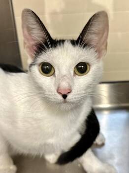 Lil Kitty -  Domestic Short Hair Cat for Adoption in Wichita, Kansas - Lil Kitty | PetCurious