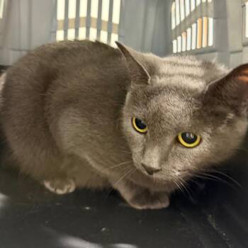 Kira -  Domestic Short Hair Cat for Adoption in Tampa, Florida - Kira | PetCurious