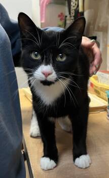 HANZELLE (CR/SC) -  Domestic Short Hair Cat for Adoption in Sainte-angèle-de-monnoir, Quebec - HANZELLE (CR/SC) | PetCurious