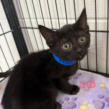 Fred -  Domestic Short Hair Cat Available for Adoption in Montgomery, Alabama - Fred | PetCurious