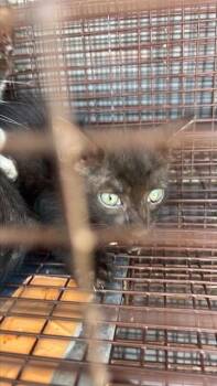 A661113 -  Domestic Short Hair Cat for Adoption in Houston, Texas - A661113 | PetCurious