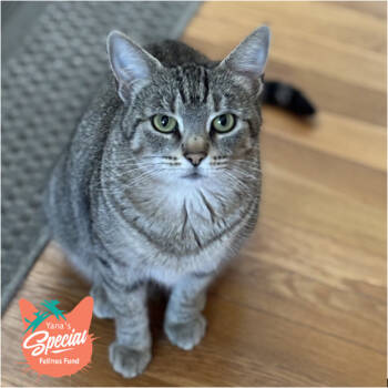 Rescue Domestic Short Hair Cats for Adoption in Pittsburgh, Pennsylvania - Gibbous | PetCurious