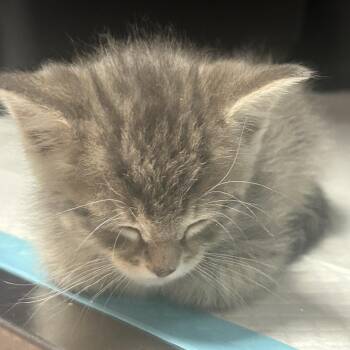 Domestic Short Hair Cats Available for Adoption in Salt Lake City, Utah - Byron | PetCurious