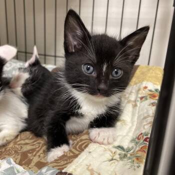 Sirius -  Domestic Short Hair Cat for Adoption in Brownsboro, Alabama - Sirius | PetCurious
