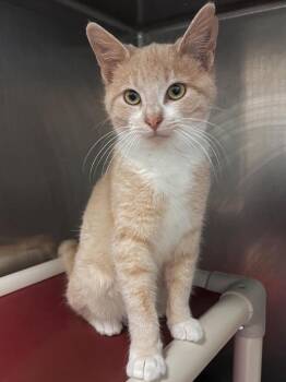 Domestic Short Hair Cats Available for Adoption - Fawn | PetCurious