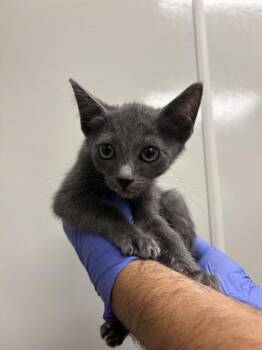 Domestic Short Hair Cats Available for Adoption in Ontario, California - CELESTE | PetCurious