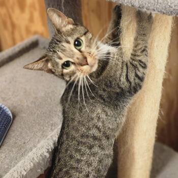 Nudge -  Domestic Short Hair and Domestic Long Hair Cat for Adoption in Denison, Texas - Nudge | PetCurious