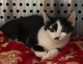 Spot -  Domestic Medium Hair Cat for Adoption in Columbia, Tennessee - Spot | PetCurious