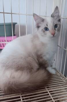 Simba and Nala -  Ragdoll Cat for Adoption in North East, Maryland - Simba And Nala | PetCurious
