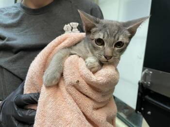 Rescue Domestic Short Hair Cats for Adoption in Pasadena, California - A524513 | PetCurious