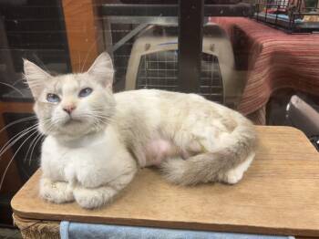 Rescue Siamese Cats for Adoption in Palmetto, Florida - Sia | PetCurious