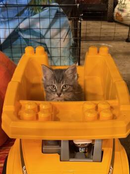 Teddy -  Domestic Short Hair Cat for Adoption in Plymouth, Michigan - Teddy | PetCurious