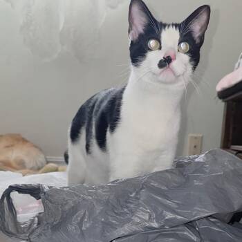 Domestic Short Hair Cats Available for Adoption in Tulsa, Oklahoma - Keanu | PetCurious