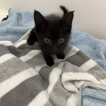 Precious -  Domestic Short Hair Cat for Adoption in Parkland, Florida - Precious | PetCurious