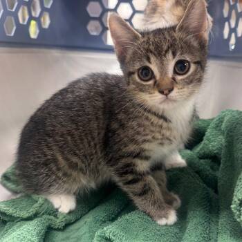 Domestic Short Hair Cats Available for Adoption in Starkville, Mississippi - Storm | PetCurious