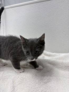 Chilli -  Domestic Short Hair Cat for Adoption in West Chester, Pennsylvania - Chilli | PetCurious