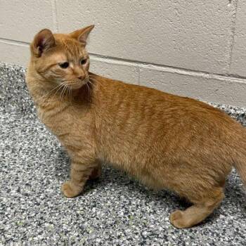 Domestic Short Hair Cats Available for Adoption in Jackson, Michigan - Broccoli | PetCurious