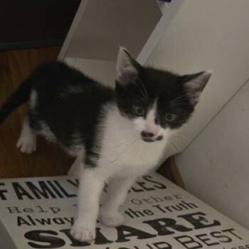 Francis -  Domestic Short Hair Cat for Adoption in Fishers, Indiana - Francis | PetCurious